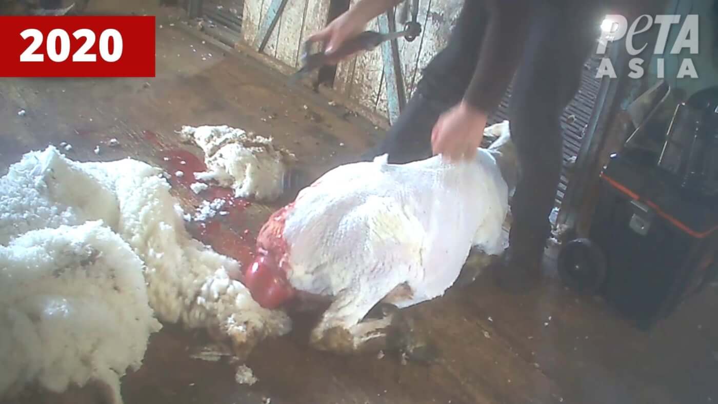 2020 investigation. A sheep bleeds on the shearing floor.