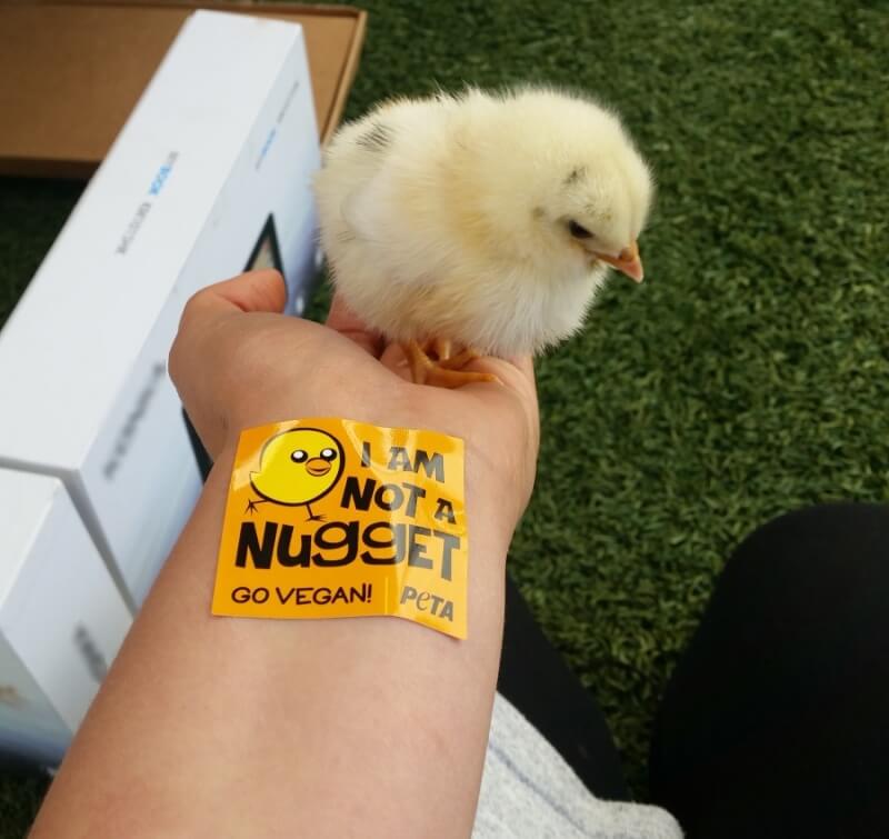 Douglas the chick - rescued