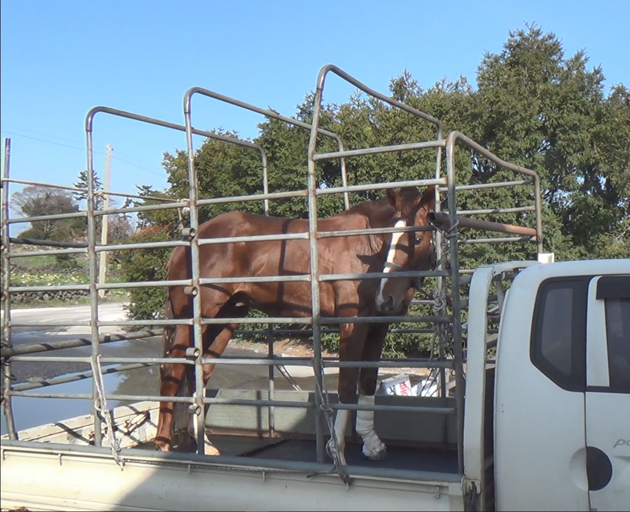 Five-year-old Cape Magic raced on a Friday afternoon and was slaughtered on the following Monday morning, after winning no money in his last four starts.