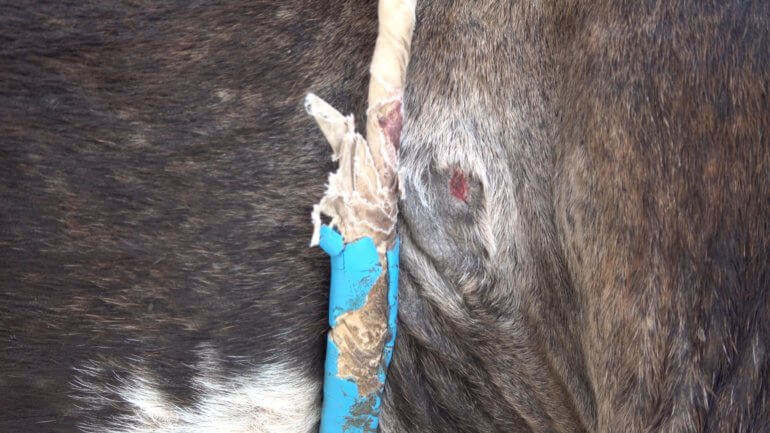 Many donkeys and mules have painful wounds