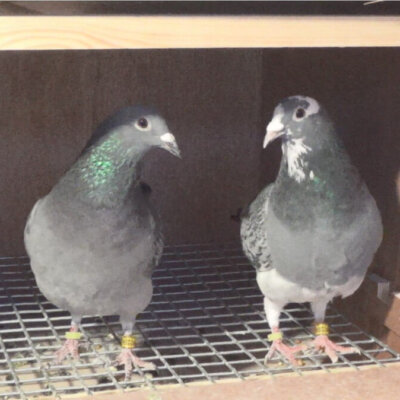 The Queen's birds in Telford loft.