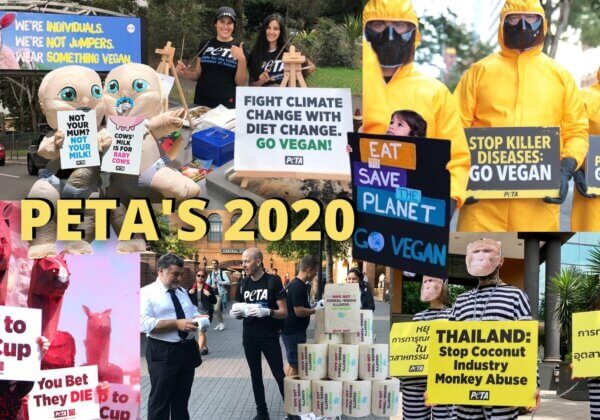 PETA’s 2020: How You Helped Us Help Animals