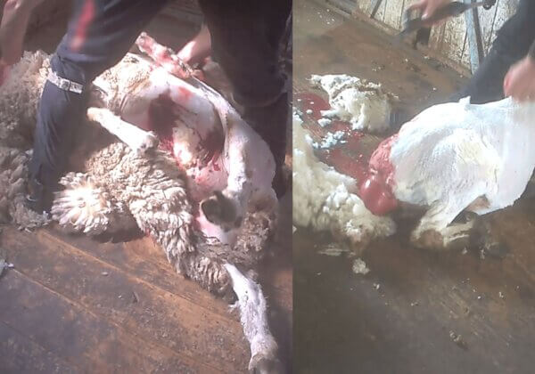 Australian Wool Exposed AGAIN: Take Action Now!