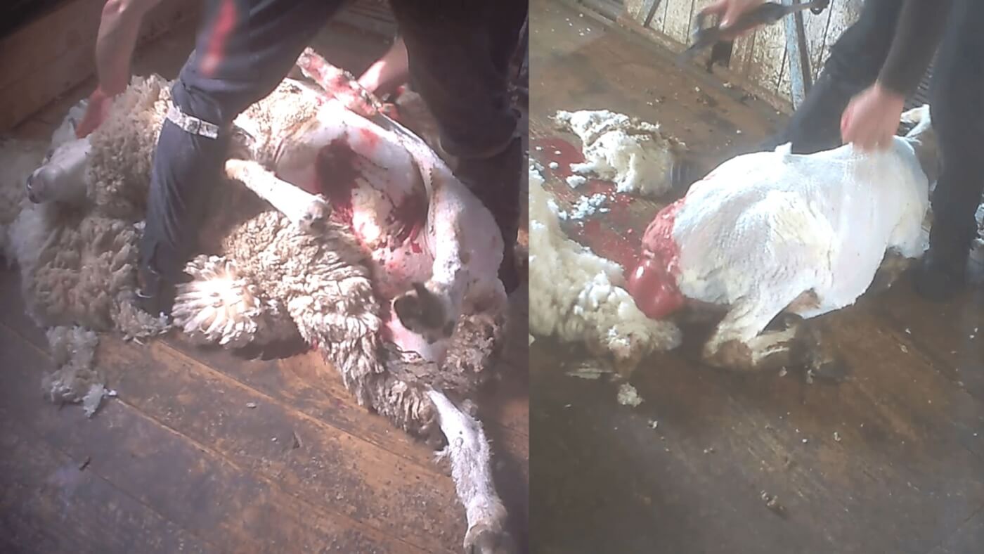 Australian Wool Exposed AGAIN: Sheep Kicked, Beaten and Cut in 2020