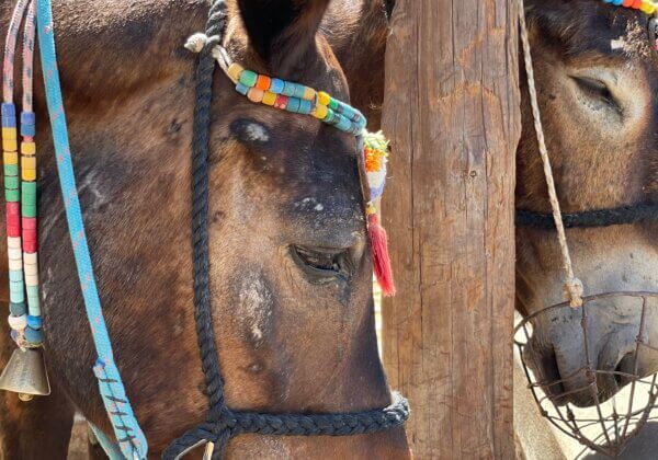 New Footage From Santorini: Donkeys and Mules Are Still Being Abused!