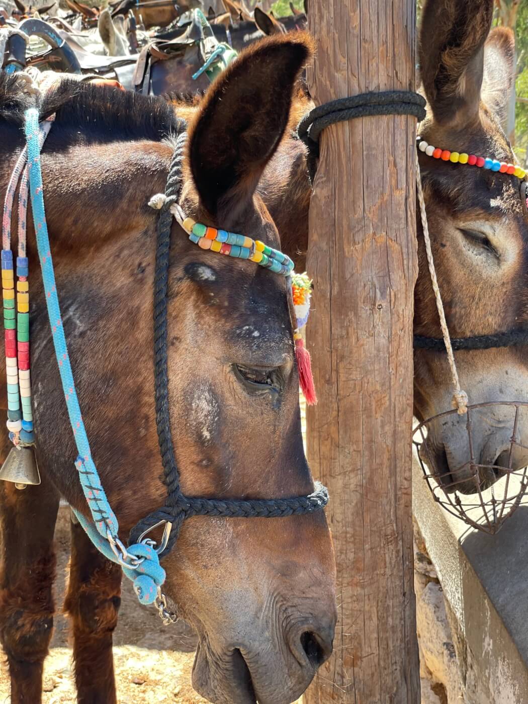 New Footage From Santorini: Donkeys and Mules Are Still Being Abused!