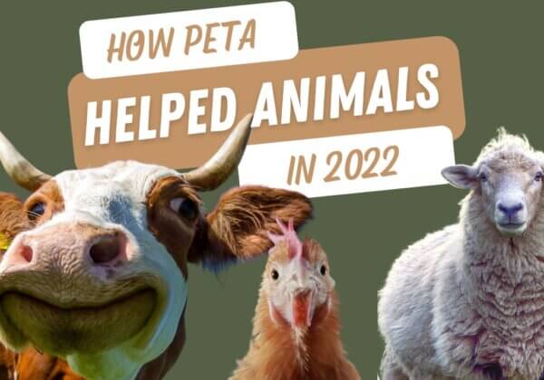 How YOU Helped Animals in 2022