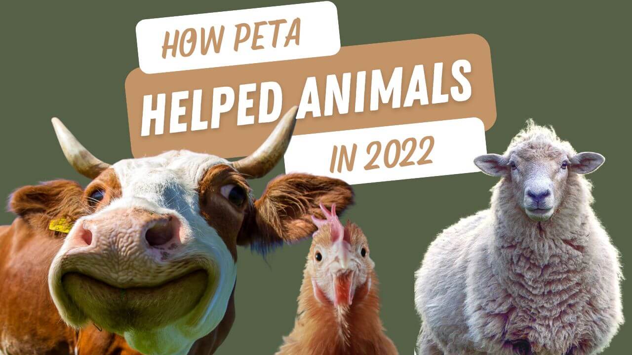 How YOU Helped Animals in 2022