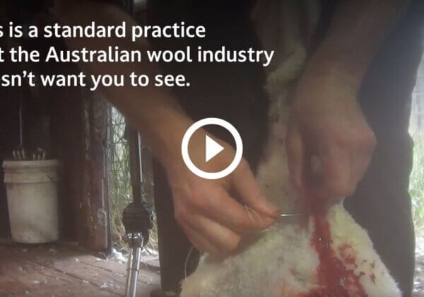 Sheep Left Bloody After Savage Shearing in Victoria