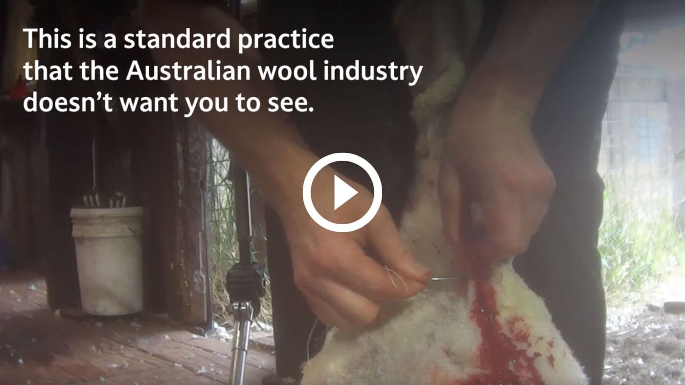 Sheep Left Bloody After Savage Shearing in Victoria