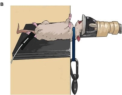An image from Monash scientists’ paper showing a rat being strangled. Modified from Figure 1 in Sun et al., 2025. Pathophysiology, blood biomarkers, and functional deficits after intimate partner violence-related brain injury: Insights from emergency department patients and a new rat model. Brain Behav Immun. doi: 10.1016/j.bbi.2024.09.030. | Deed – Attribution 4.0 International – Creative Commons