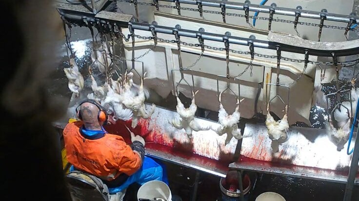 The kill line at an Australian chicken slaughterhouse