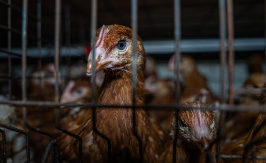 A brown hen staring out of a cage on an Australian farm