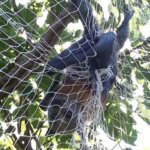 A flying fox caught in white net.