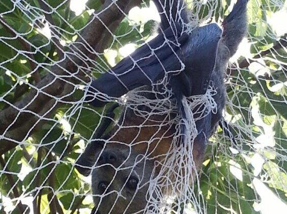 A flying fox caught in white net.