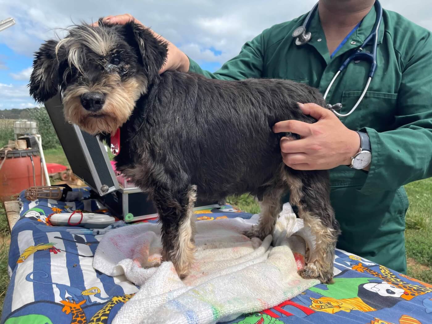 A dog seized in the RSPCA raid.