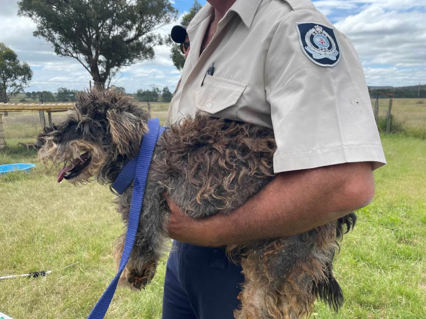 A dog seized by the RSPCA/