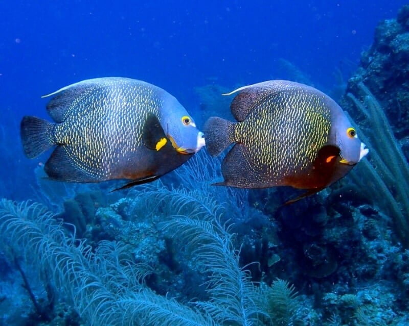 French Angelfish