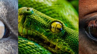 25 Reasons to Go Vegan In 2025