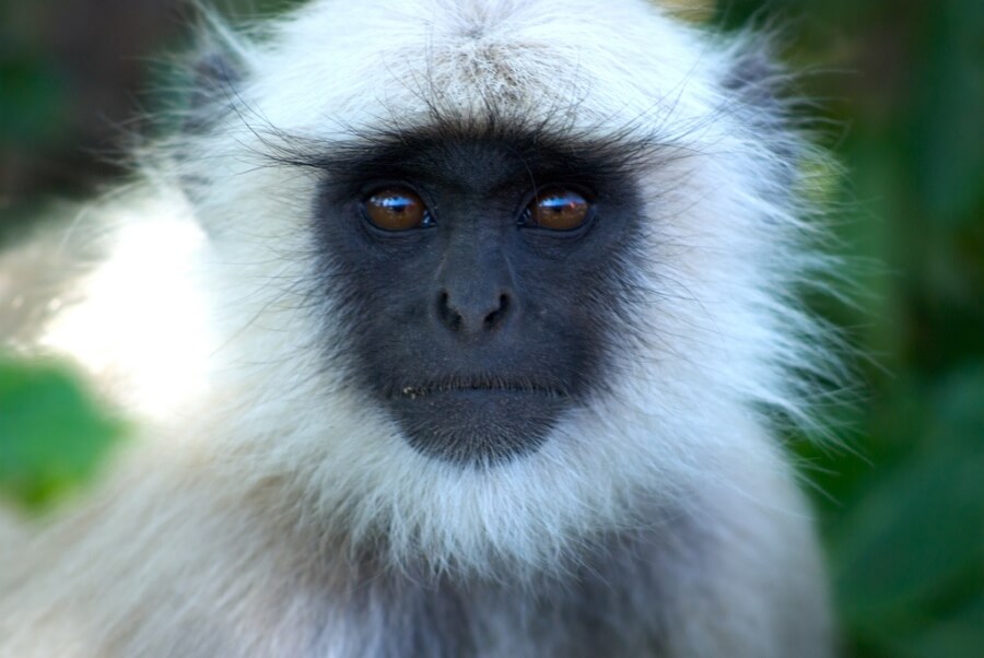 Chinese New Year: Year of the Monkey