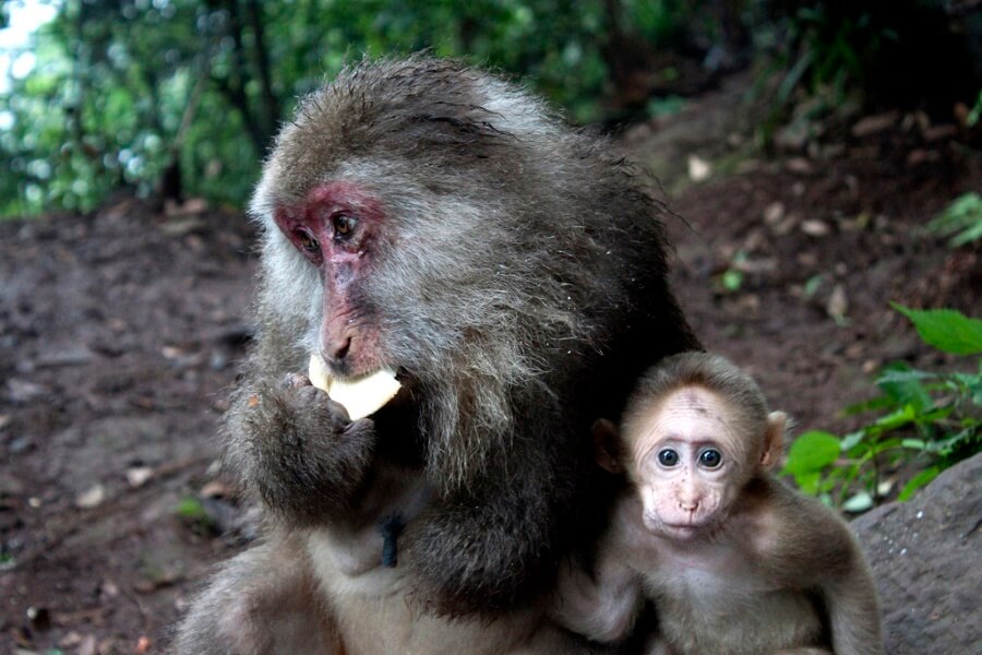 Mother and baby monkey