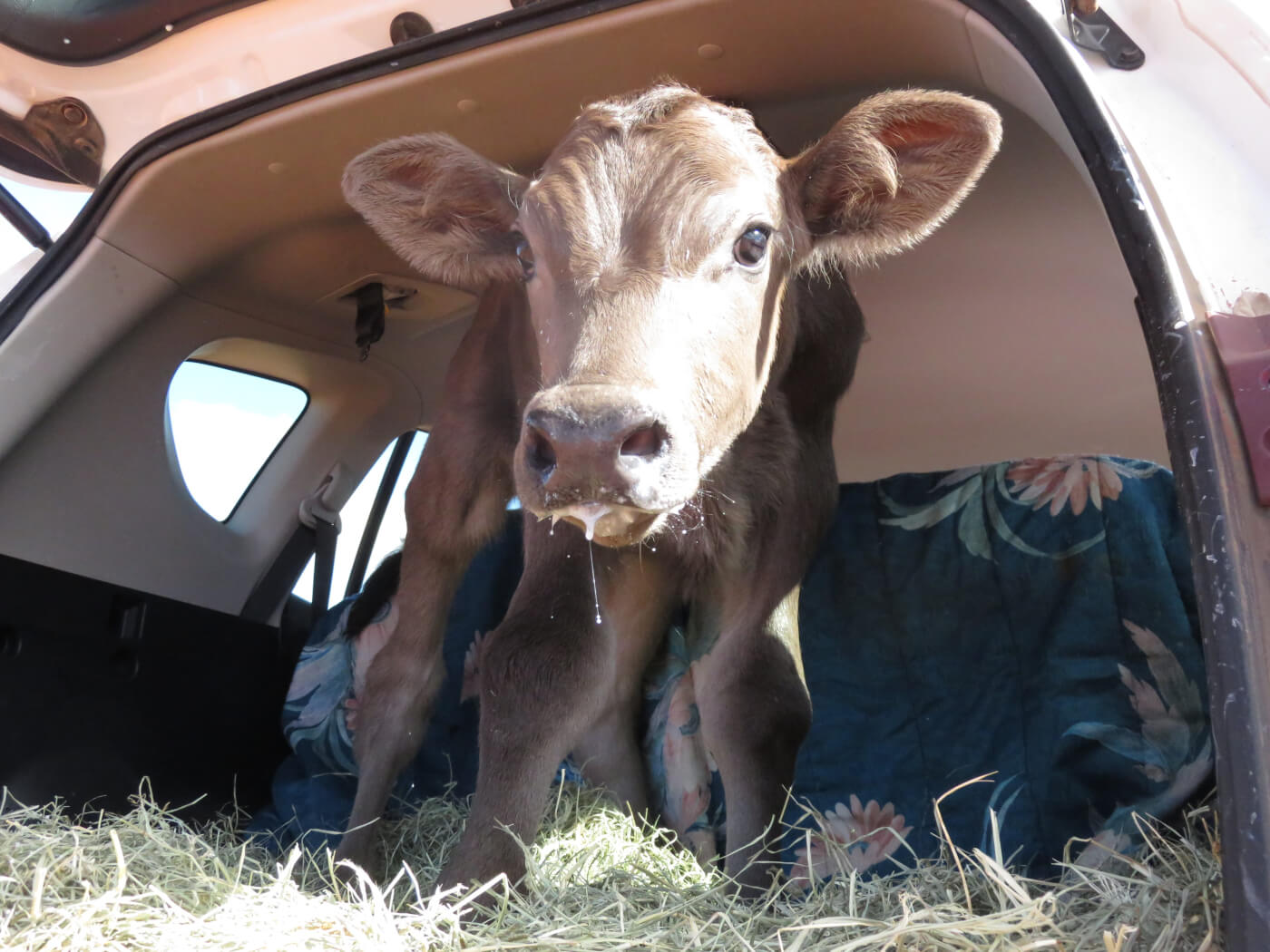 Barnaby: Australia’s Luckiest ‘Bobby Calf’