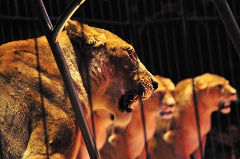 Lions in circus cage