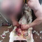 2014 shearing investigation. A man stitches a badly wounded sheep.