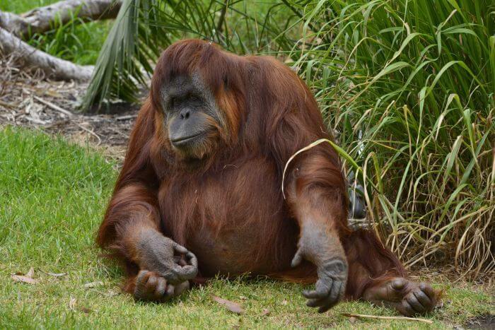 Captive Orangutan Dies After Losing Seventh Baby