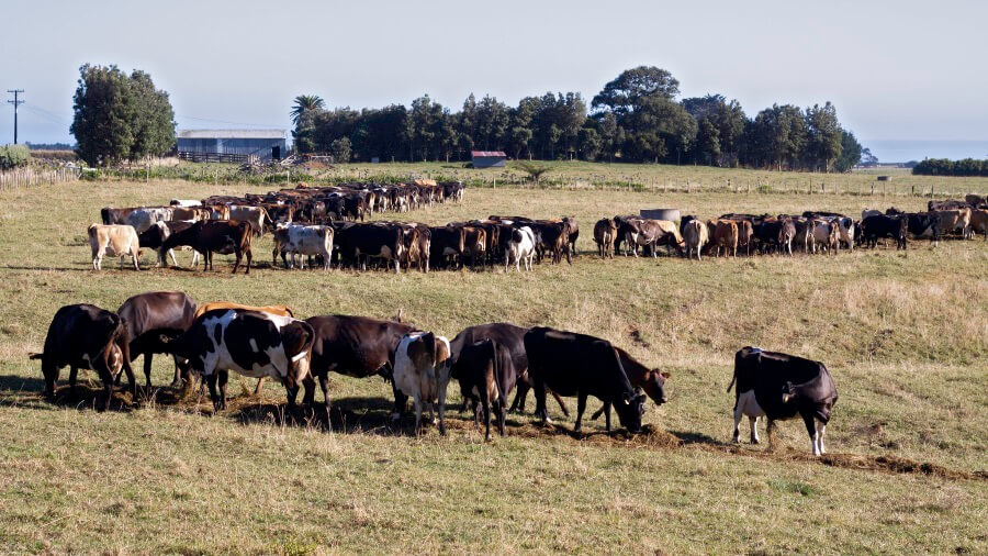 Animal Agriculture - drought