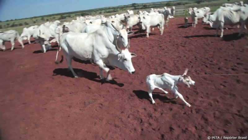 Calf being lassoed in Brazil