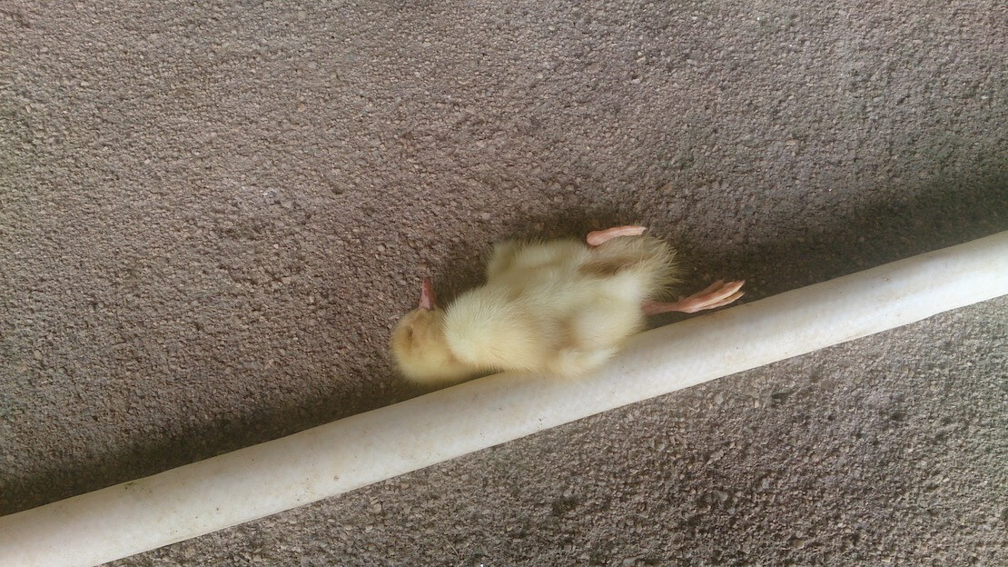 A dead baby duck lies outside a hatchery, apparently thrown there.