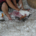 A goose struggles and vocalizes as feathers are torn out.