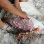 A bird whose legs are bound together bleeds as a worker rips feathers out.