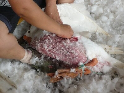 A bird whose legs are bound together bleeds as a worker rips feathers out.
