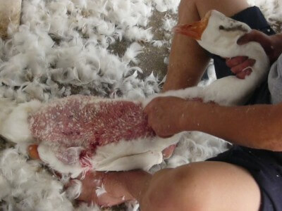 A worker restrains a goose by the neck while pulling out feathers.