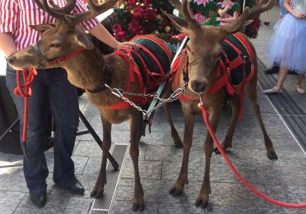 Reindeer Are Not Decorations! Christmas Parades Are No Party for Animals