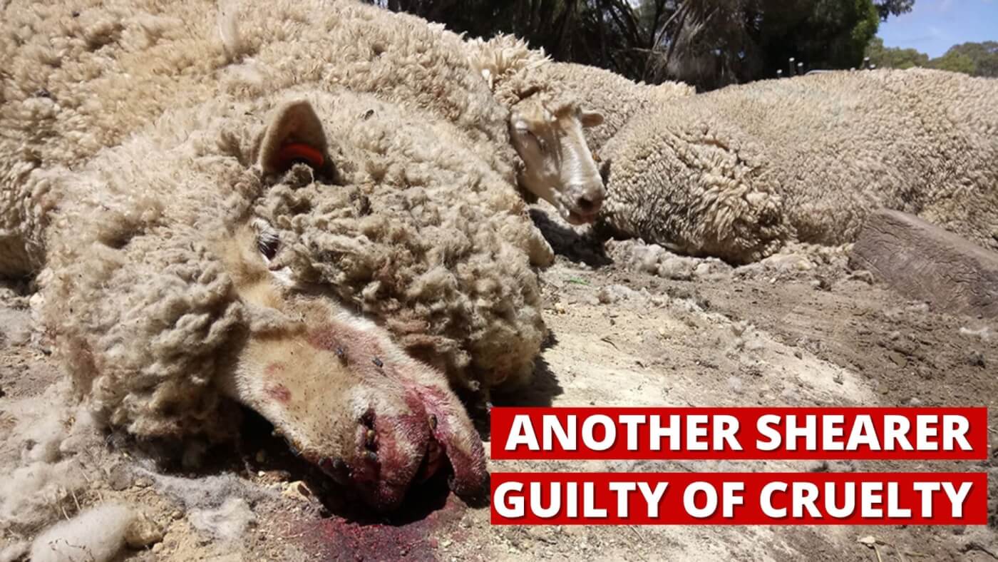 Another Shearer Guilty of Cruelty.