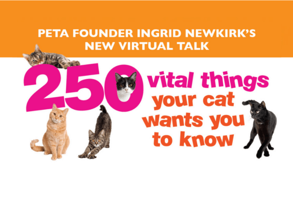 250 Things Your Cat Wants You to Know
