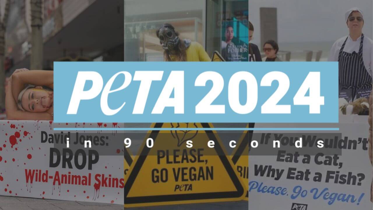 2024 Highlights: PETA Australia’s Fight for Animal Rights