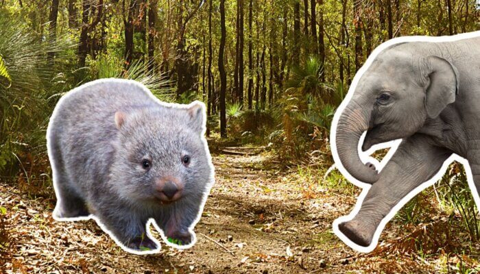 Animals Aren’t Photo Props: How Not to ‘Pull a Strable’ on Holiday!