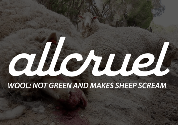 Allbirds’ Misleading Claims About Wool – Take Action for Sheep