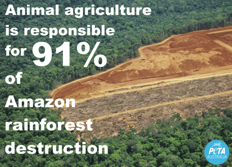 Amazon Rainforest Statistic PETA Australia