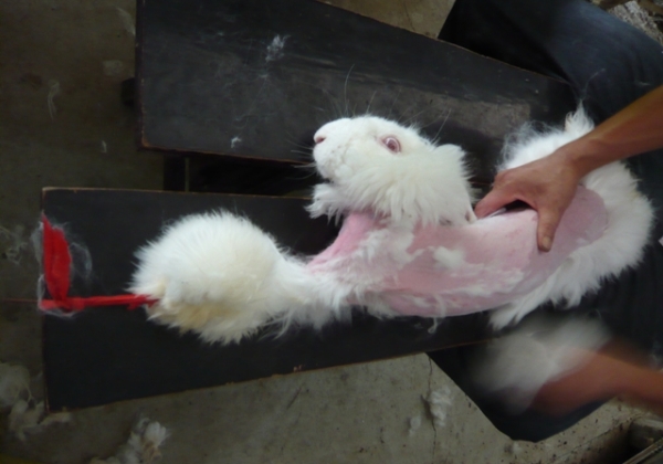 A Look Inside the Angora Fur Industry