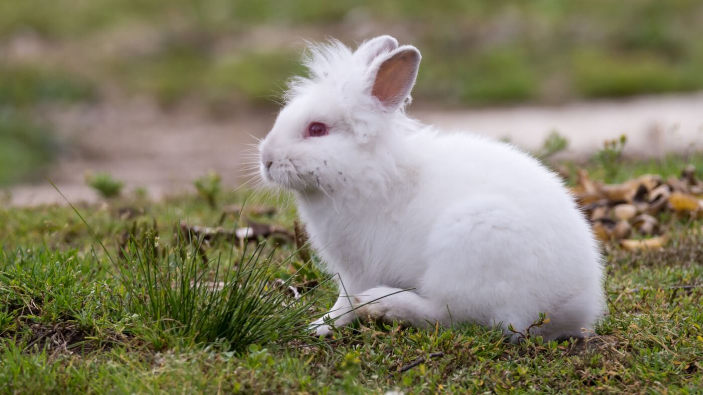 Here’s Why Ginger & Smart Will Never Use Exotic Skins or Angora Fur