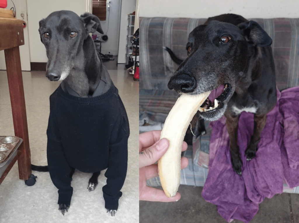 Angus rescued greyhound