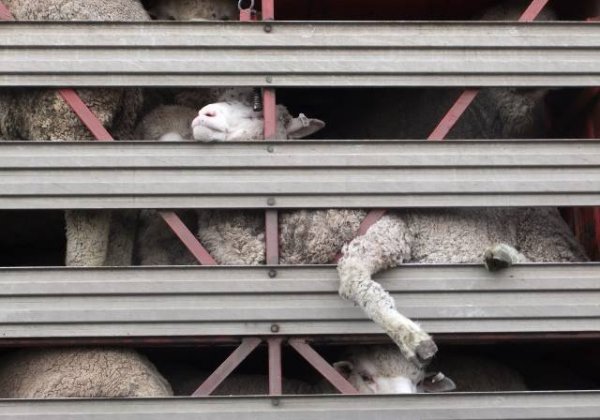 Sheep on Truck