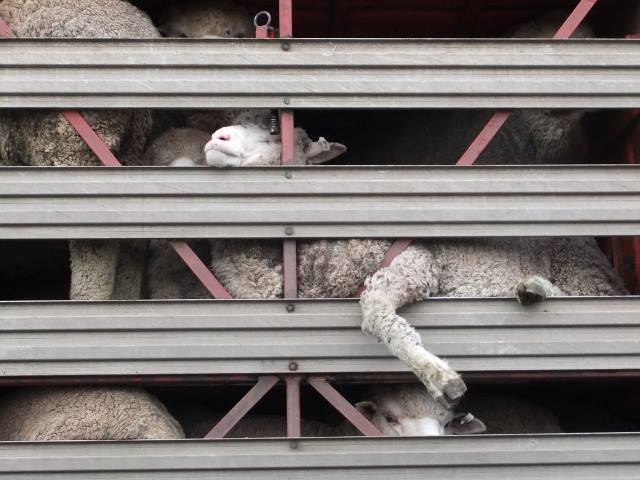 Sheep on Truck