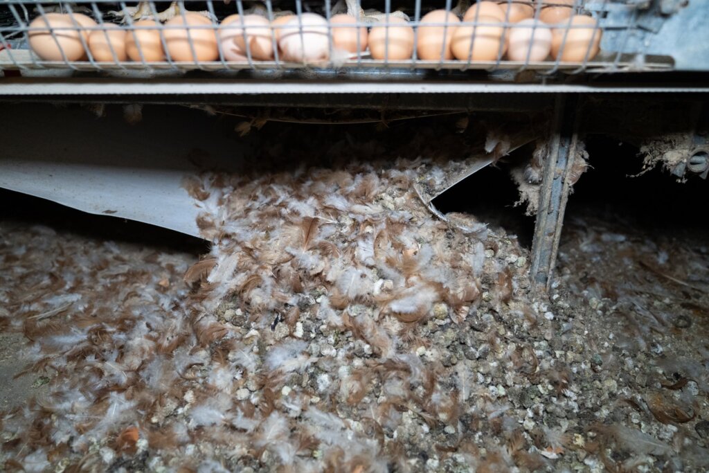 A pile of waste and feathers near eggs on a farm in Victoria.