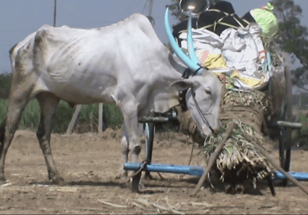 Animal Rahat Chinchali Fair